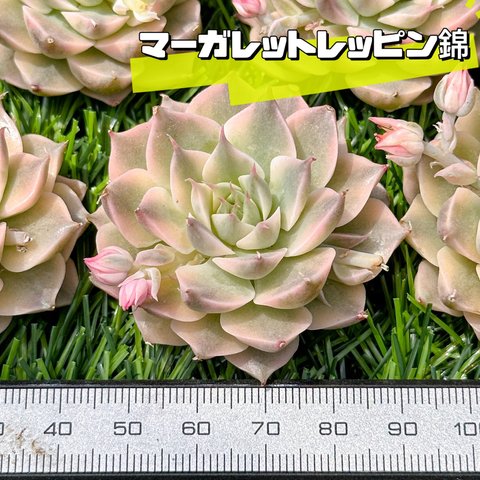 新入荷 大人気 多肉植物 エケベリア マーガレットレッピン錦 超美苗 レア種