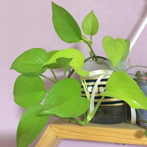 観葉植物ポトス☆リメイク缶植え