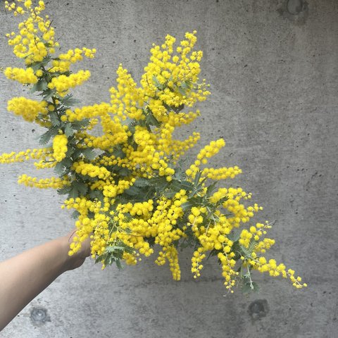 【送料無料】aakichi庭のお花便　ミモザ
