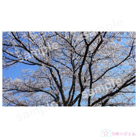 PC壁紙　桜《sakura-006》（JPG・PNGファイル）