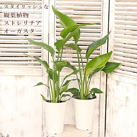 観葉植物 ストレリチア オーガスタ 5号 高さ70cm 育てやすい インテリアグリーン 室内 飾る 縁起 人気