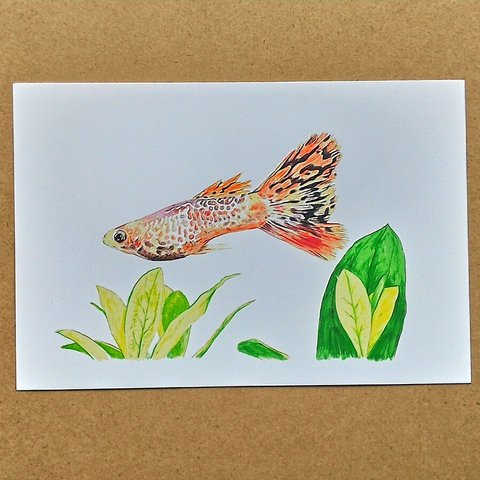 063  熱帯魚イラスト　 色鉛筆画  A4サイズ   