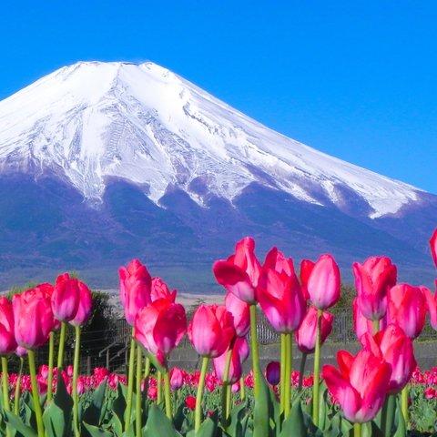 世界遺産 富士山とチューリップ畑 写真 A4又は2L版 額付き