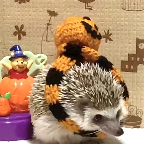 ハロウィンカボチャ🎃のボンボン付き マフラー　（ハリネズミ、小動物用）