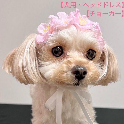 【犬用】犬ヘッドドレス　犬チョーカー　犬リボン　桜　犬誕生日　犬記念日　お花見　犬ヘアアクセサリー　ペットアクセサリー　犬セレモニー