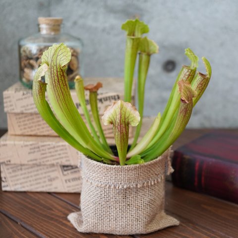 サラセニア・フィラデルフィア◆食虫植物　ギフト