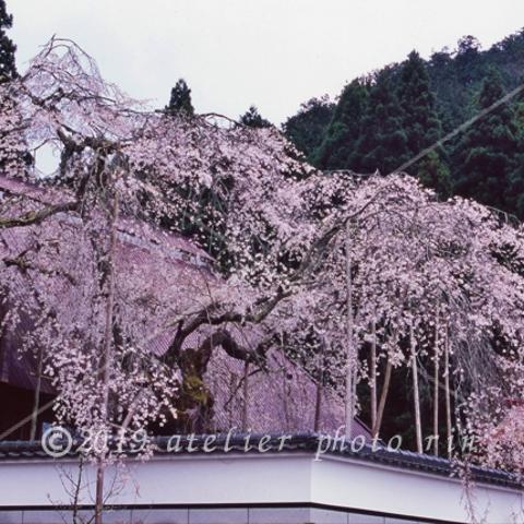 B-28兵庫県　桜・1