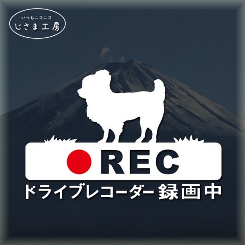 ロングコートチワワ犬の白色シルエットステッカー煽り運転ドライブレコーダー録画中‼