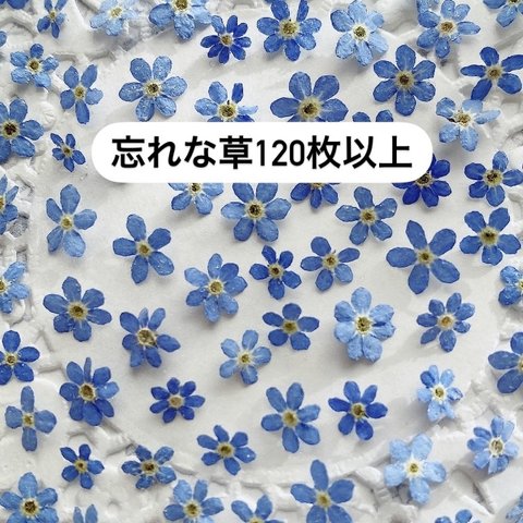 忘れな草のドライフラワー