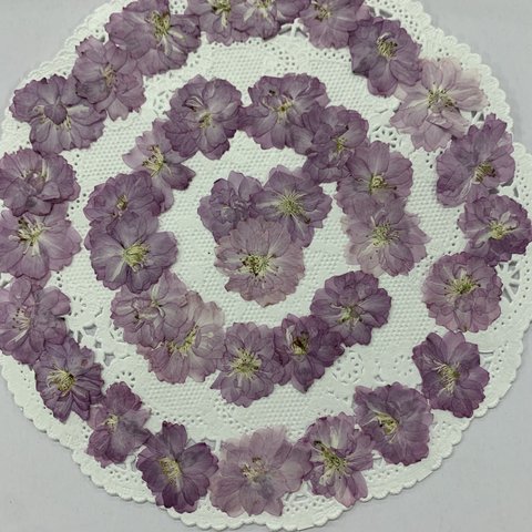 NO.784Nラスト6個✨ お得品❣️八重桜🌸／押し花素材