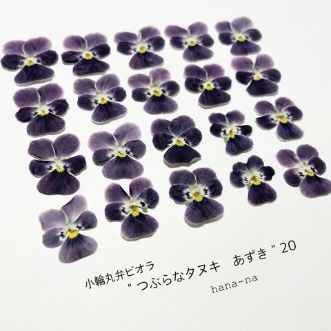 🎵ビオラ*つぶらなタヌキ　＊押し花