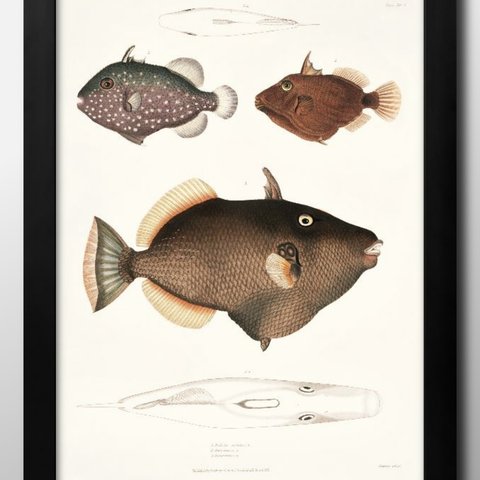 00101■A3アートポスター『海洋生物　魚　図鑑　標本』絵画/イラスト/デザイン/上級マット紙採用