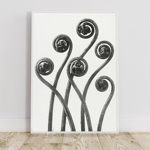 クジャクシダの若葉 / アートポスター 写真 拡大写真 アートプリント 新芽 植物 ぜんまい アップ 渦 白黒 縦長
