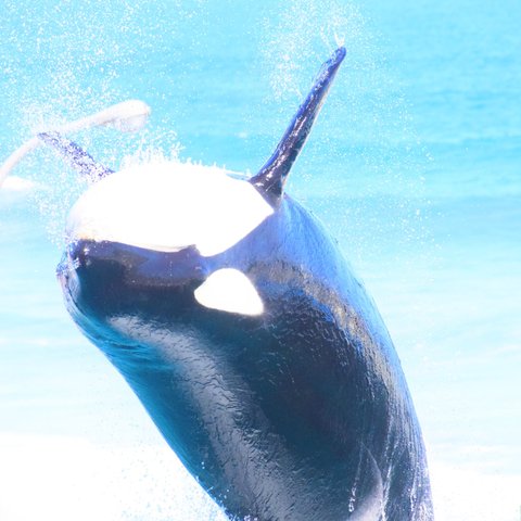 シャチ killer whale orca