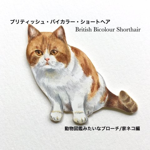 動物図鑑ブローチ／ネコBritish Red&White Bicolor Shorthair