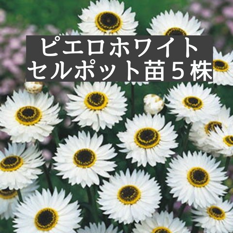 送料無料　ローダンセ　ピエロホワイト　セルポット幼苗５株