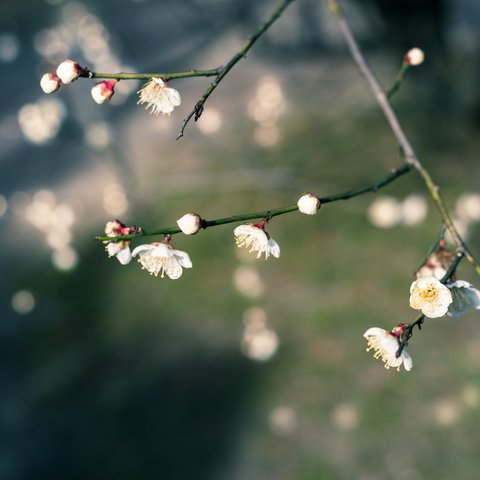 写真のある豊かな暮らし【片隅の小さな幸福】