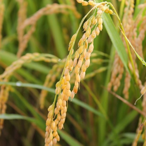 【令和3年新米】【ササニシキ 玄米10kg】山形県置賜飯豊産　希少育成困難品種