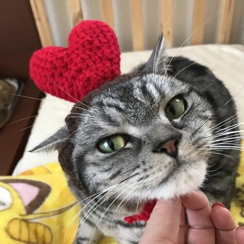 再販！猫用帽子 バレンタイン