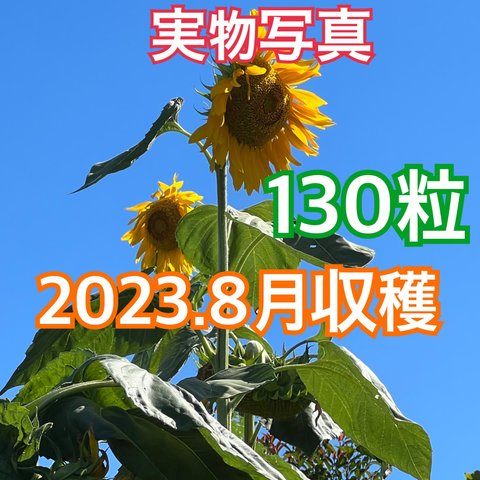 大輪ひまわり ひまわりの種 130粒以上 向日葵 ヒマワリ 種 たね タネ