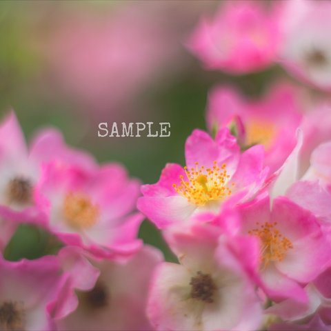 「garden flower」A4サイズ写真⑱