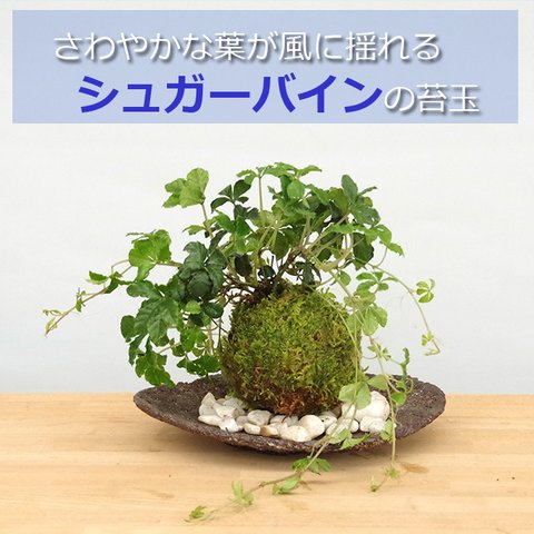 ５枚に分かれた葉がスタイリッシュ【シュガーバインの苔玉・くらま岩器・敷石セット】