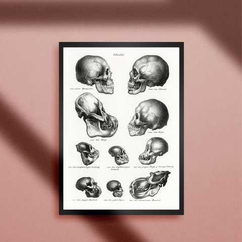 スカルヘッド 頭蓋骨 ドクロ 人体模型図 ホラー ゴシック ロック 人間 サル 進化 進化の過程 アート A4アートポスター