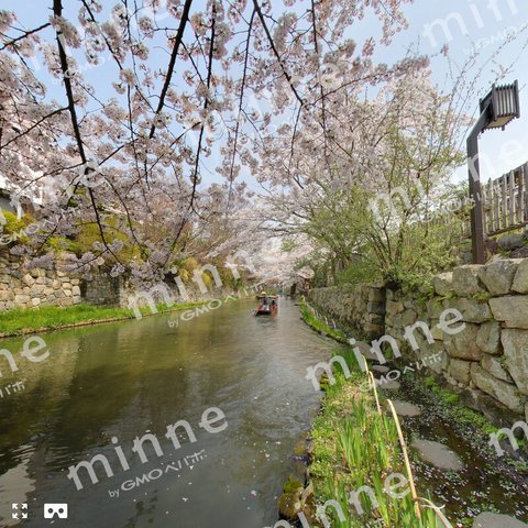 絶景パノラマ（八幡堀の桜）－360度フォトツアー