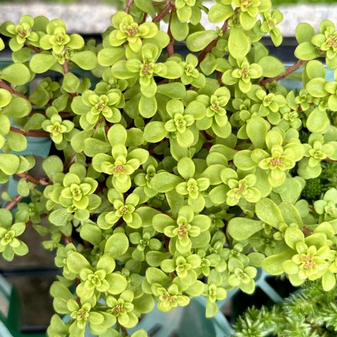 黄金丸葉万年草　セダム　多肉植物