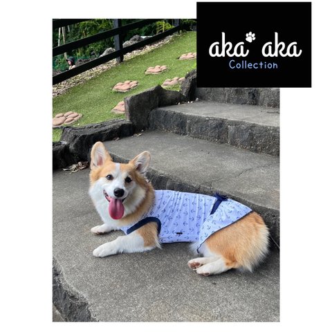 aka'akaコレクション♥️ No.6／犬服 コーギー 小型犬 中型犬  チワワ　ダックス　フレブル 猫