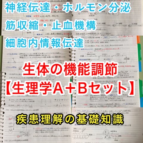 医療系学科定期試験、国家試験対策シリーズ【生理学Ａ＋B】まとめノートセット