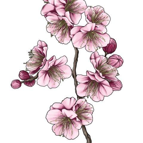 Plum Blossom art, postcard size. February's Flower - 梅の花のアートはがき、２月の花