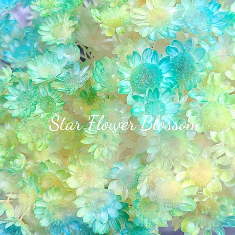 スターフラワー ブロッサム♡　60本　プリザーブドフラワー　加工花材　花材