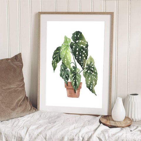 ベゴニアマクラータ / アートポスター 水彩画 観葉植物 カラー グリーン イラスト インテリア 自然 絵