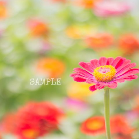 「garden flower」A4サイズ写真㉚