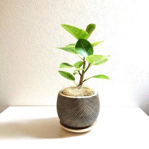 ●数量限定●ゴムの木 ”フィカス アルテシーマ　coco鉢/受け皿セット（セメント製）”　観葉植物　おしゃれ　幸せの木