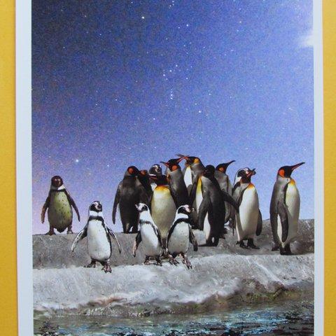 ペンギンとオリオン座　―　Ａ４