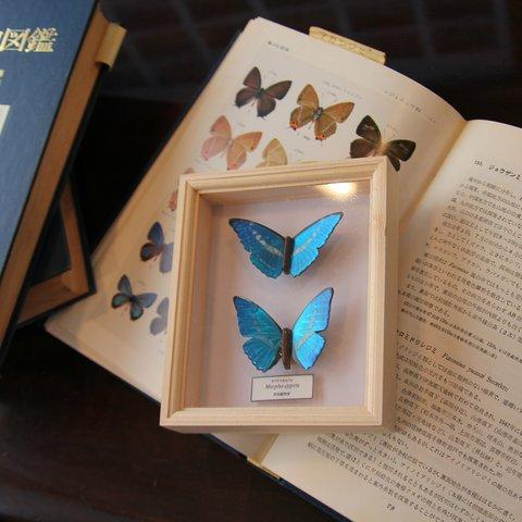 木製蝶々ブローチ二匹セット　キプリスモルフォ展翅・飛翔バージョン