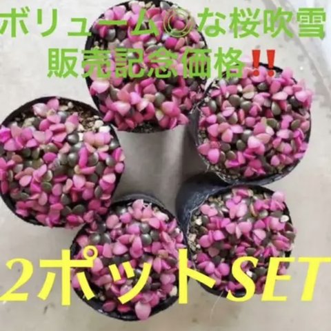 ✳️復活出品‼️ギシギシ 桜吹雪 Anacampseros お得な②pot✳️