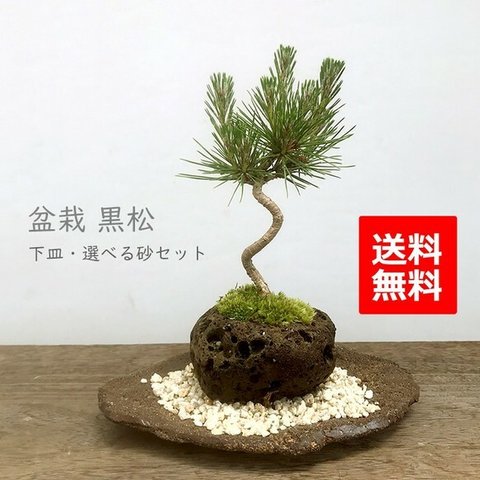 日本を代表する樹、黒松の盆栽です。【黒松の軽石盆栽・くらま岩器・敷砂セット】