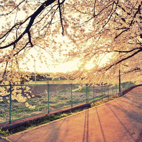 写真のある豊かな暮らし【桜並木を照らす朝日】