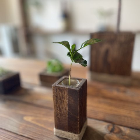 ＜wood cube mini  long＞(color)ダークウォルナット コーヒーの木セット