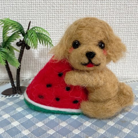 スイカ大好き🍉トイプードルちゃん🌻🐶✨