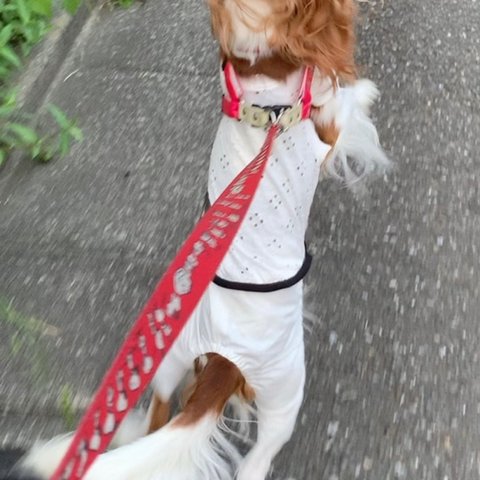 犬服ロンパース　ホワイトスムースニットレースＴシャツ、ホワイトコットンパンツ　ロンパース夏物新作