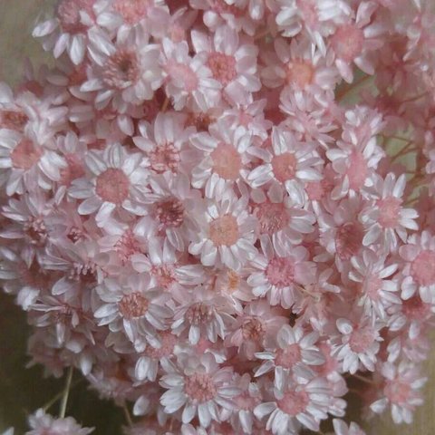 スターフラワーブロッサム　やさしいピンク　ブライダルピンク　花材に　小分けです