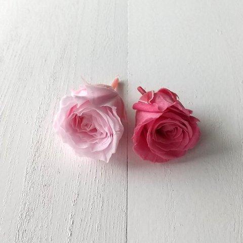 バラ  シャーベットピンク・ストロベリー 2色セット