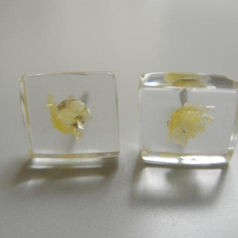 【SALE】ドライフラワー封入プチピアス（Yellow）