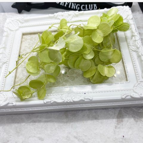大地農園ミニ山芋クリアグリーン小分け❣️ハーバリウム花材プリザーブドフラワー