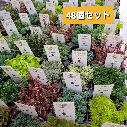 送料無料‼️セダム48個セット　送料お得　多肉植物　観葉植物