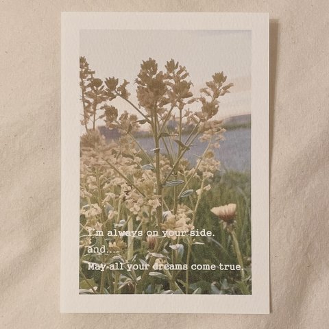 wildflowers ポストカード